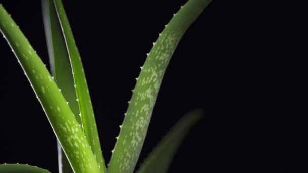 芦荟维拉植物特写。 4k视频 — 图库视频影像