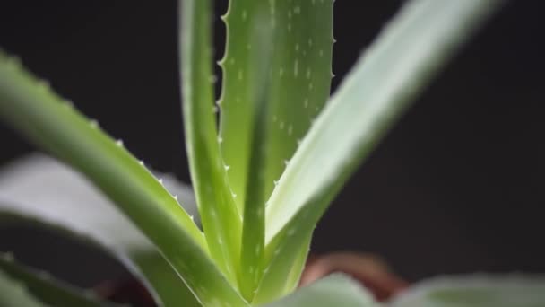 Primer plano de la planta de Aloe Vera. Vídeo 4K — Vídeo de stock