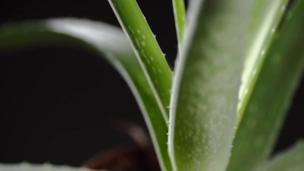 Primer plano de la planta de Aloe Vera. Vídeo 4K — Vídeos de Stock