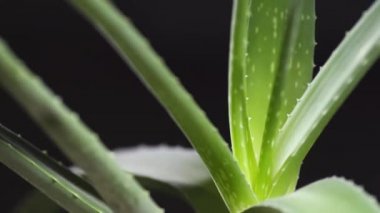 Aloe Vera fabrikasına yakın çekim. 4k video