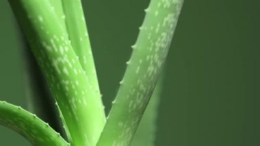 Aloe Vera fabrikasına yakın çekim. 4k video