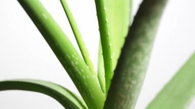 Aloe Vera fabrikasına yakın çekim. 4k video