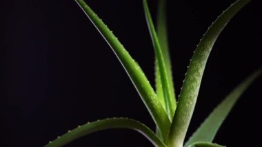 Aloe Vera fabrikasına yakın çekim. 4k video