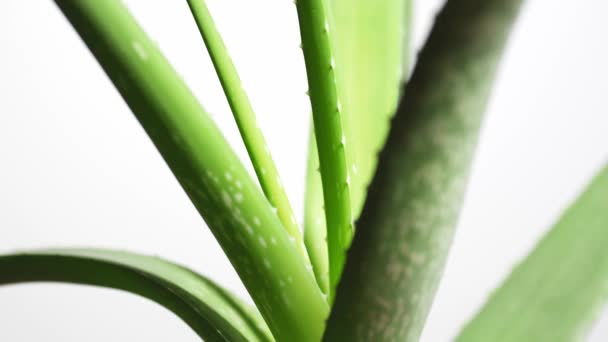 Aloe Vera planta closeup. Vídeo 4K — Vídeo de Stock