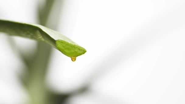 Goutte de jus frais d'Aloevera .