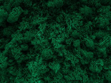 Green moss in forest close-up clipart