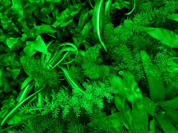 Zelený mech a rostlina v lese close-up — Stock fotografie