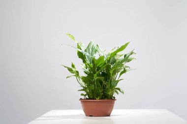 Indoor potted plant on empty gray background