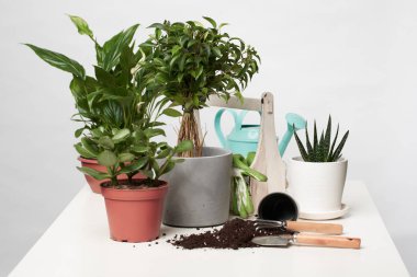 House green plants, cacti in pots with scoop and rake on empty gray background