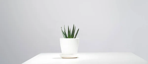 Aloe en maceta interior sobre fondo gris vacío —  Fotos de Stock