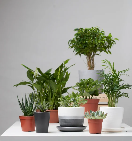 Mehrere Zimmerpflanzen, Kakteen in Töpfen auf leerem grauen Hintergrund — Stockfoto