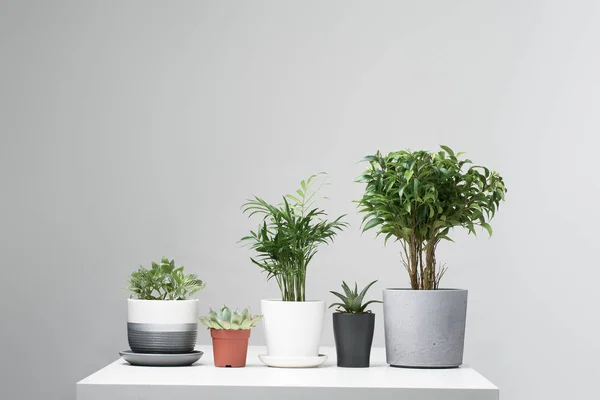Tanaman indoor hijau, kaktus dalam pot, berdiri di baris pada latar belakang abu-abu kosong — Stok Foto