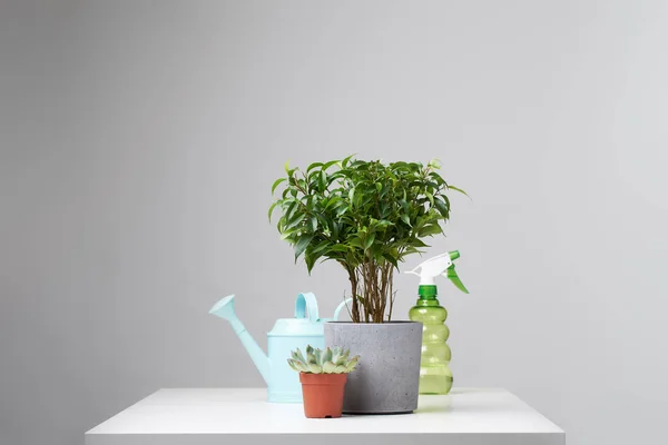 Indoor potted plant, watering can, spray bottle on empty gray background — Stock Photo, Image