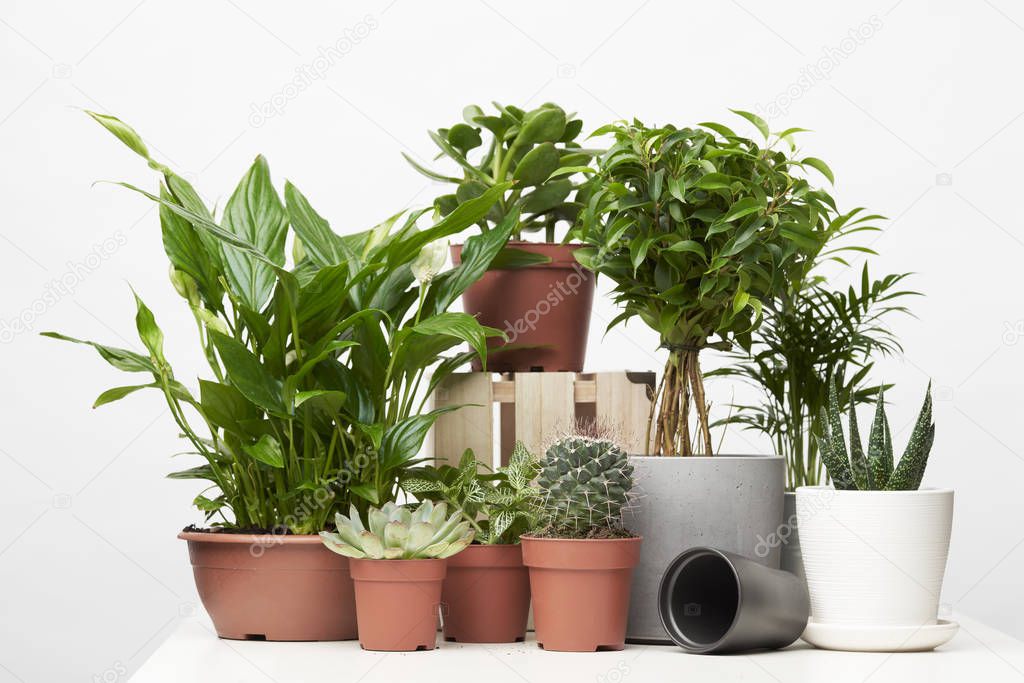 Green houseplants, cacti in pots on empty clean background