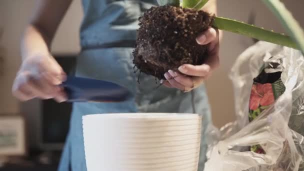 Frau pflanzt große grüne Aloe in großen weißen Blumentopf — Stockvideo