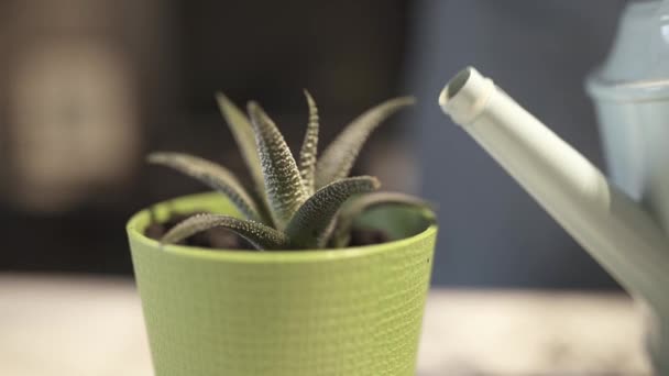 Woman waters little succulent in pot from grey watering can — Stock Video