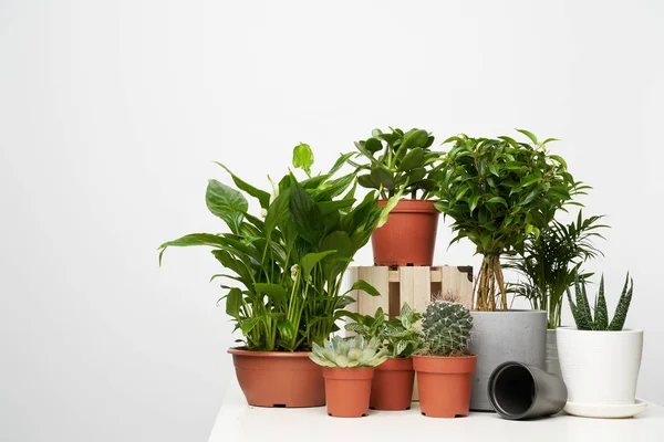 Plantas de interior, cactus en macetas sobre fondo limpio vacío —  Fotos de Stock