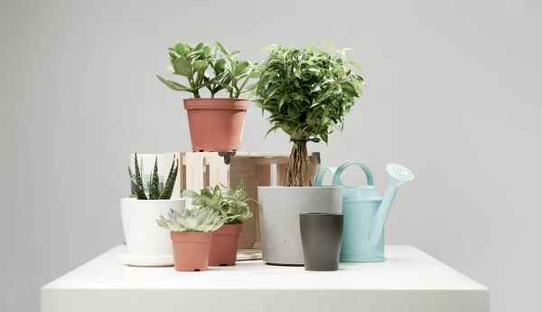 Varias plantas de interior, cactus en macetas, regadera sobre fondo limpio vacío —  Fotos de Stock