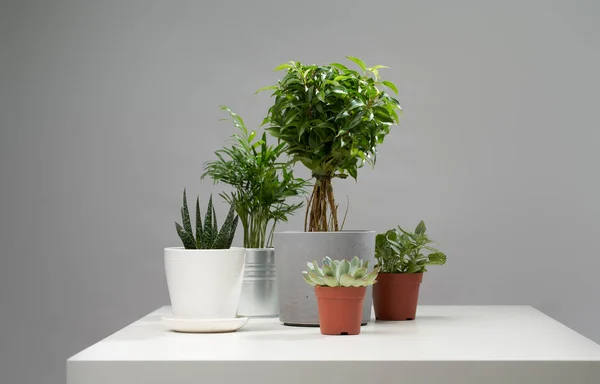 Several indoor plants, cacti in pots, watering can on empty gray background — Stock Photo, Image