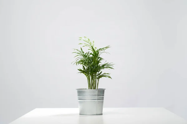 Houseplant in pot on empty gray background — Stock Photo, Image