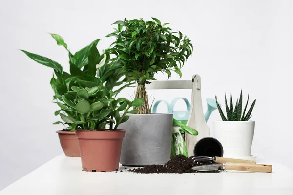 Home planten, cactussen in potten met schep en hark op lege grijze achtergrond — Stockfoto