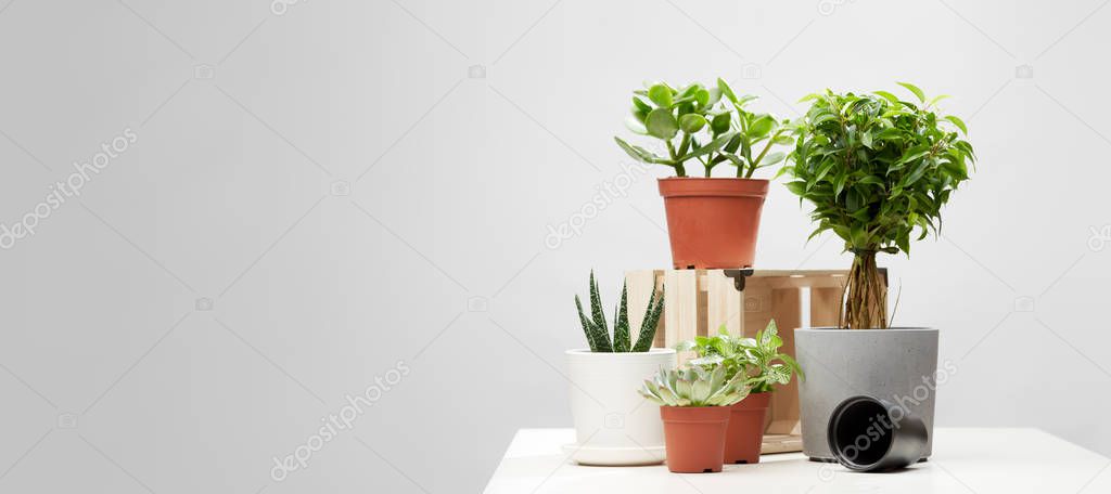 Indoor plants, cacti in pots on empty isolated gray background