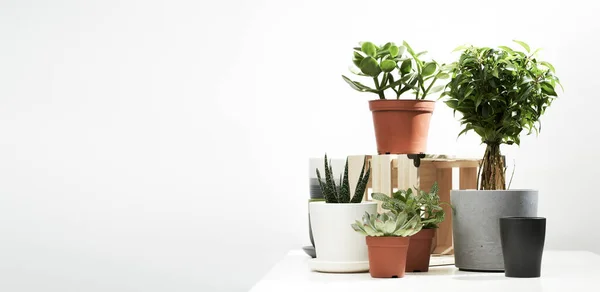 Varias plantas de interior, cactus en macetas sobre fondo limpio vacío en el estudio . — Foto de Stock