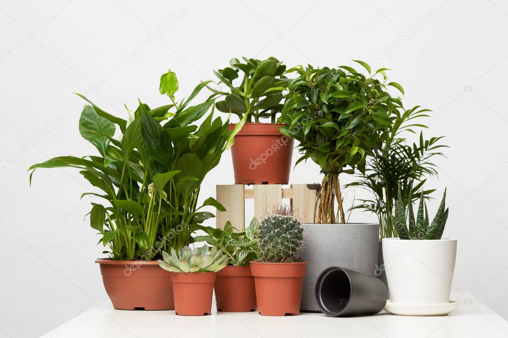 Houseplants in pots isolated on blank gray background