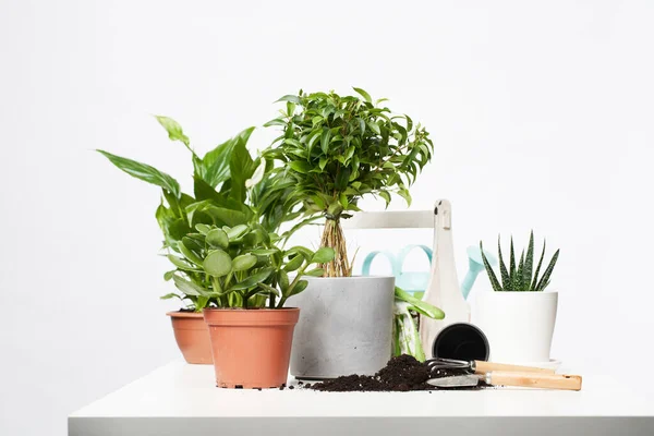 Indoor plants, cacti in pots with scoop and rake on empty gray background — Stockfoto
