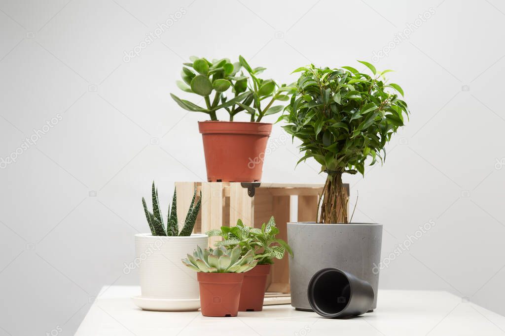Several indoor flowers, cacti in pots on empty isolated gray background
