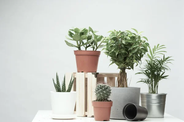 Varias plantas de interior, cactus en macetas sobre fondo limpio vacío —  Fotos de Stock