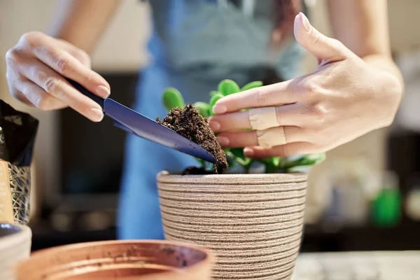 无法辨认的女孩在罐子里种植室内植物 — 图库照片