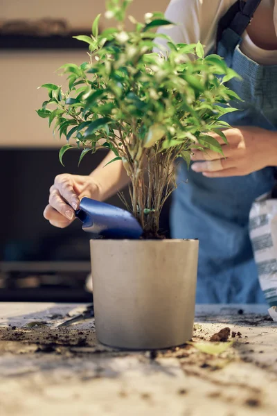 Unbekanntes Mädchen pflanzt grüne Zimmerpflanze in Topf — Stockfoto