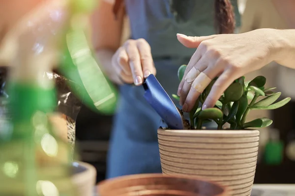 Unrecognizable woman replants houseplant in pot — Stock Photo, Image