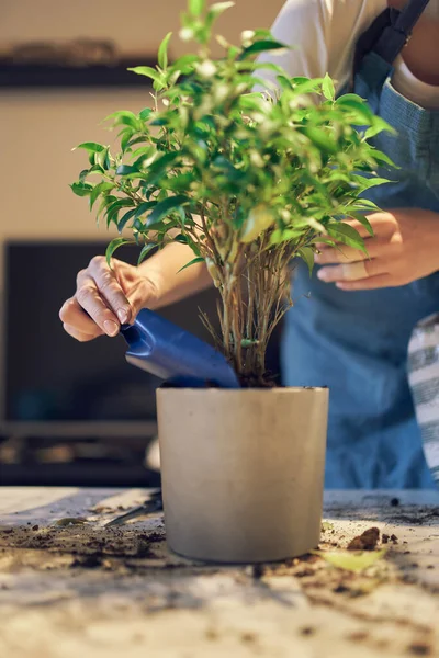 Ragazza replants verde pianta d'appartamento in vaso — Foto Stock