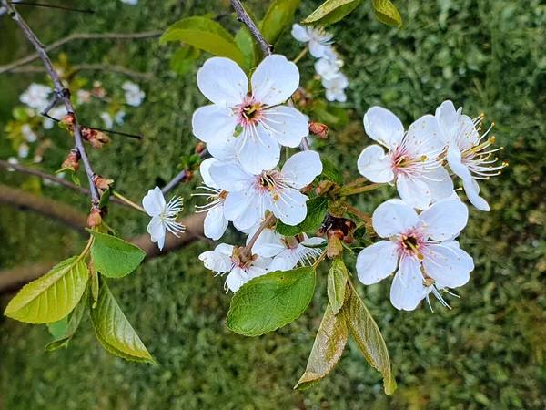 Flores Cerejeira Tarde Primavera Quente — Fotografia de Stock
