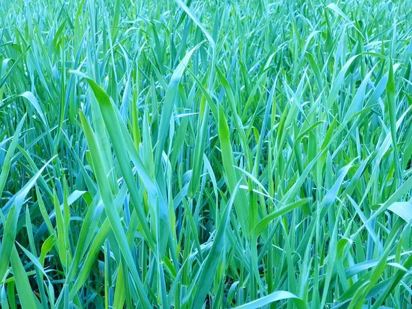 Campo Segale Nella Calda Sera Primavera — Foto Stock