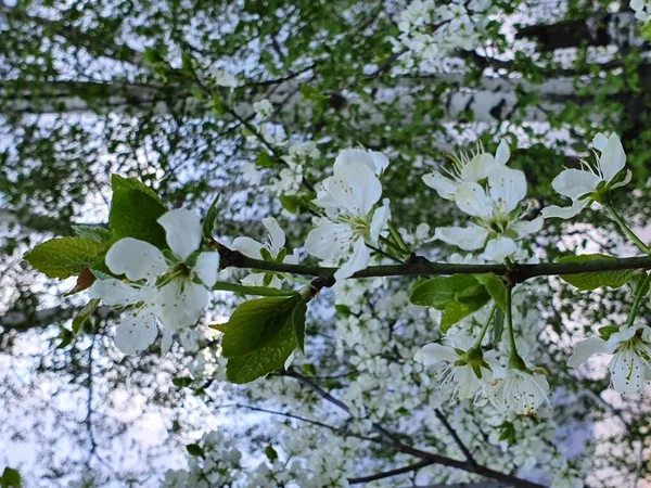 Flores Cerejeira Tarde Primavera Quente — Fotografia de Stock