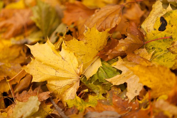 Autumn leaves of a maple — Stock Photo, Image