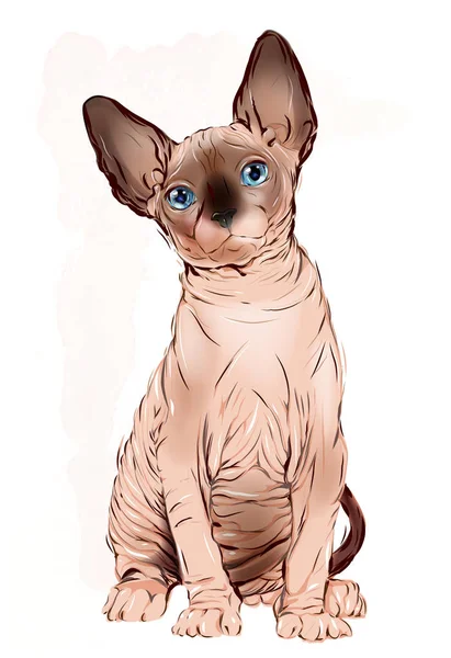 Portrait of the  Canadian sphinx cat — Stock Vector