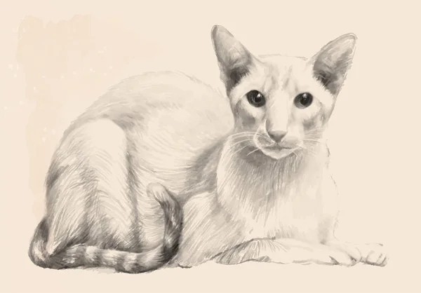 Σκίτσο του καθαρόαιμος γάτα. Πορτρέτο της γάτας σχεδιάστηκε με ένα — Διανυσματικό Αρχείο