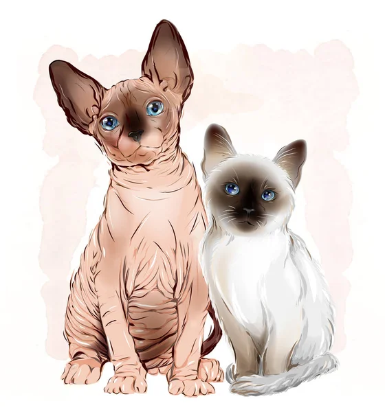 Portrait du chat sphinx canadien et du chaton thaï sur le wate — Image vectorielle