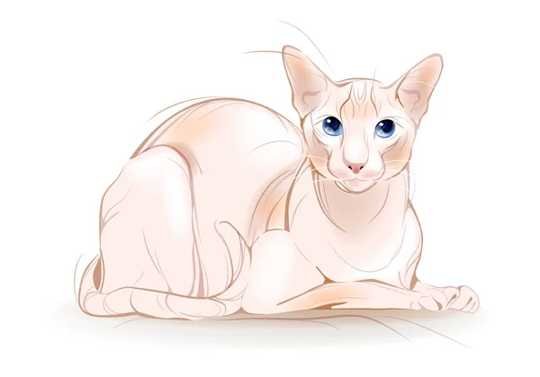 캐나다 스핑크스 고양이의 초상화 — 스톡 벡터