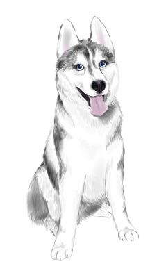 Beyaz ve gri yetişkin Sibirya Husky köpek ya da Sibirsky Husky 