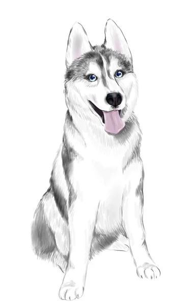 Άσπρο και γκρι ενηλίκων Σιβηρικό γεροδεμένο σκυλί ή σκύλος χάσκεϋ Sibirsky — Διανυσματικό Αρχείο