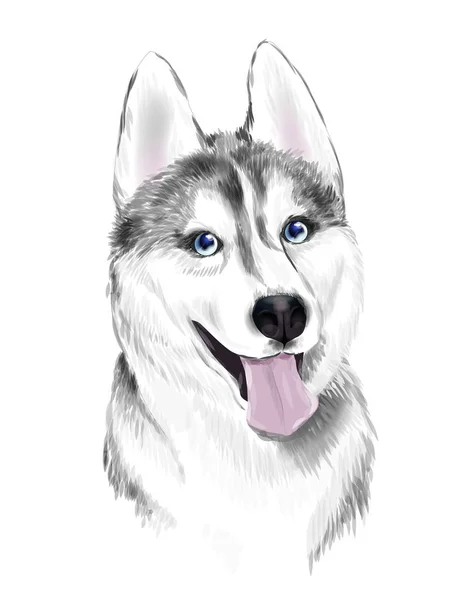 Vita och grå vuxen Siberian Husky hund eller Sibirsky Husky med B — Stock vektor