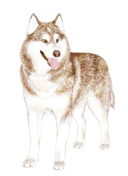 Brun vuxen Siberian Husky hund eller Sibirsky Husky — Stock vektor