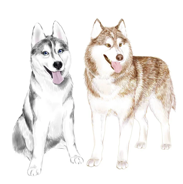 Two Adult Siberian Husky Dogs Or Sibirsky Husky dogs — Stock Vector