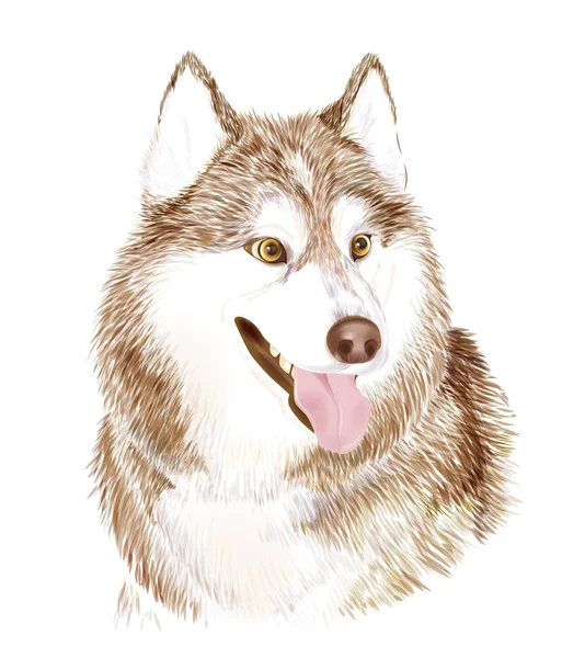 Porträtt av brun vuxen Siberian Husky hunden eller Sibirsky Husky. Symbol för 2018 — Stock vektor