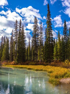 Zümrüt Gölü kıyısında iğne yapraklı orman